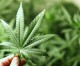 City council rolls up another marijuana proposal