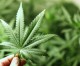 Breaking news … City council moves to prohibit marijuana operations