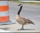 We’re not going quackers, there is a goose on the loose